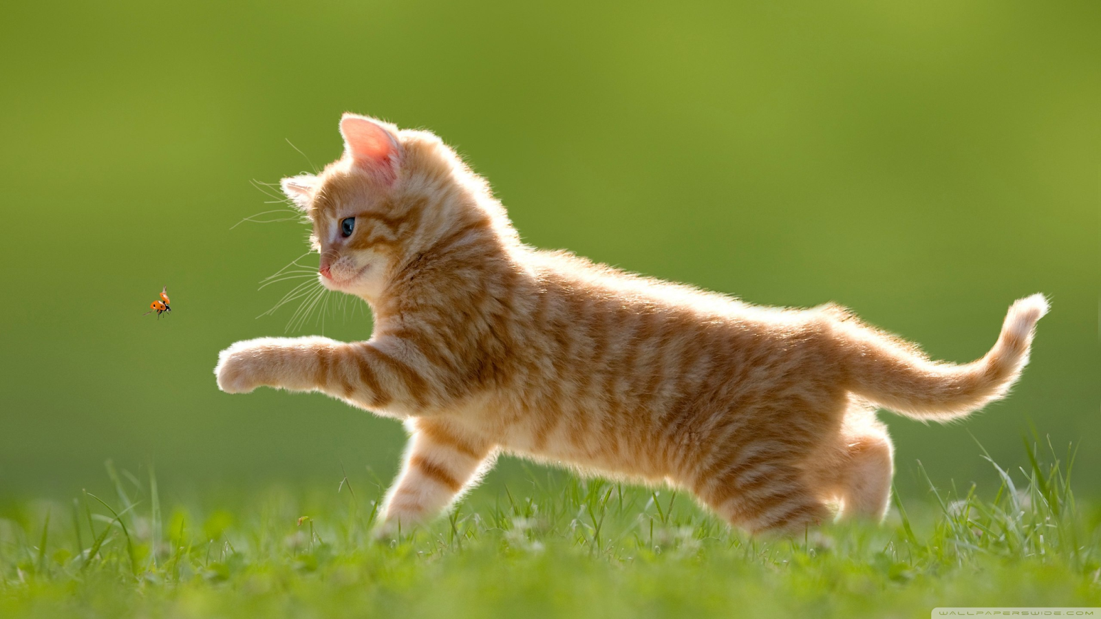 Image kix.kej75rbxugft